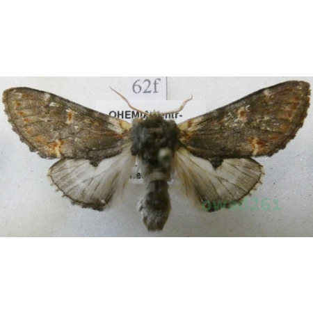 Notodonta dromedarius (Linnaeus, 1767) male Garbatka dromaderka Czech62f